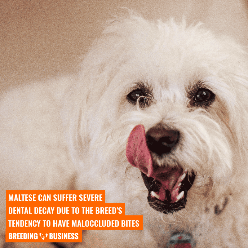 tooth decay in maltese dogs