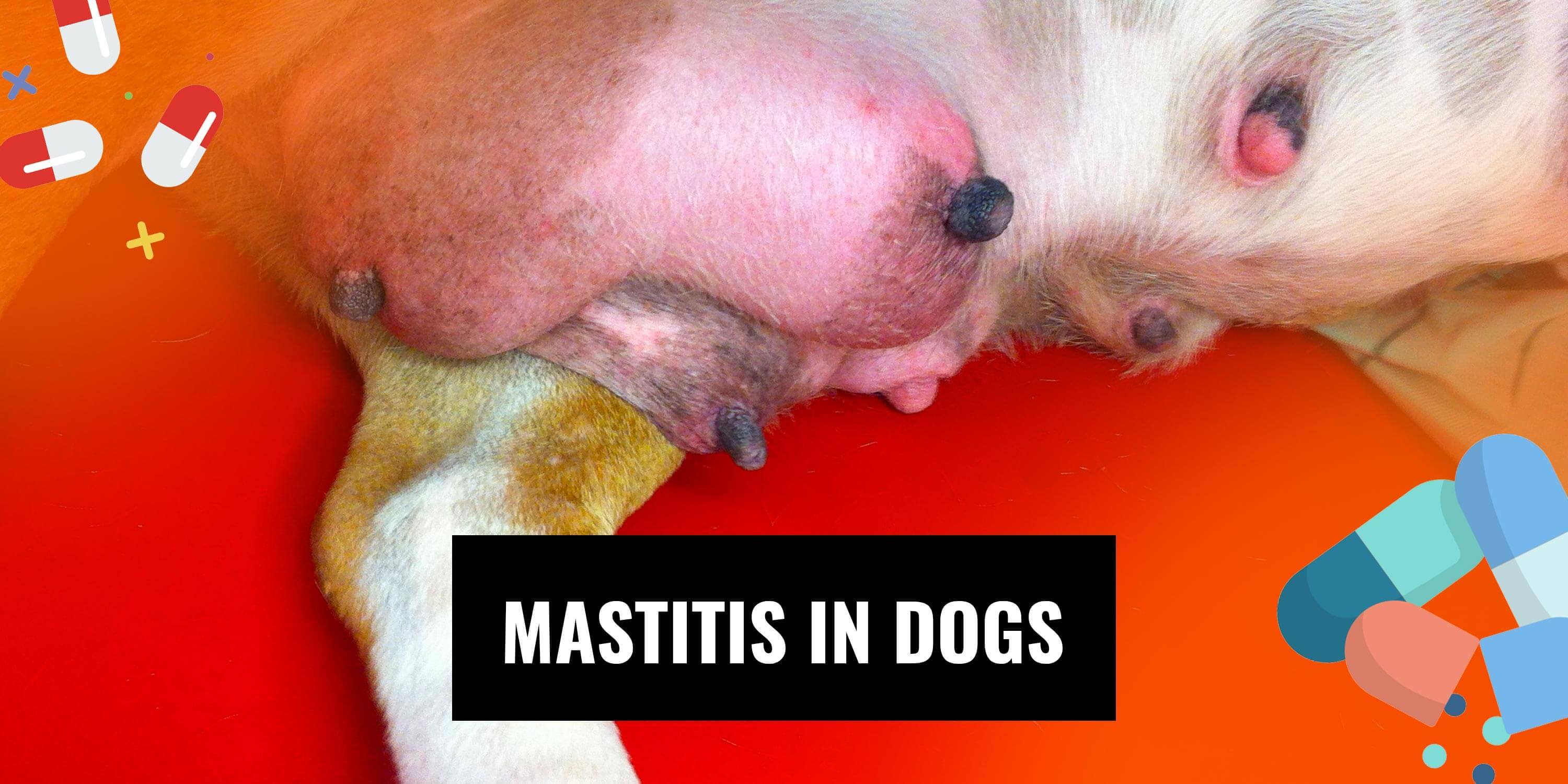 what does mastitis look like on a dog