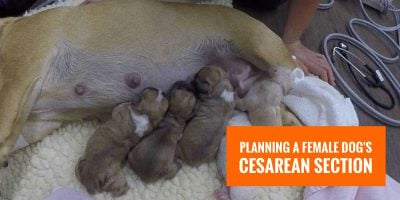 planning female dog cesarean section