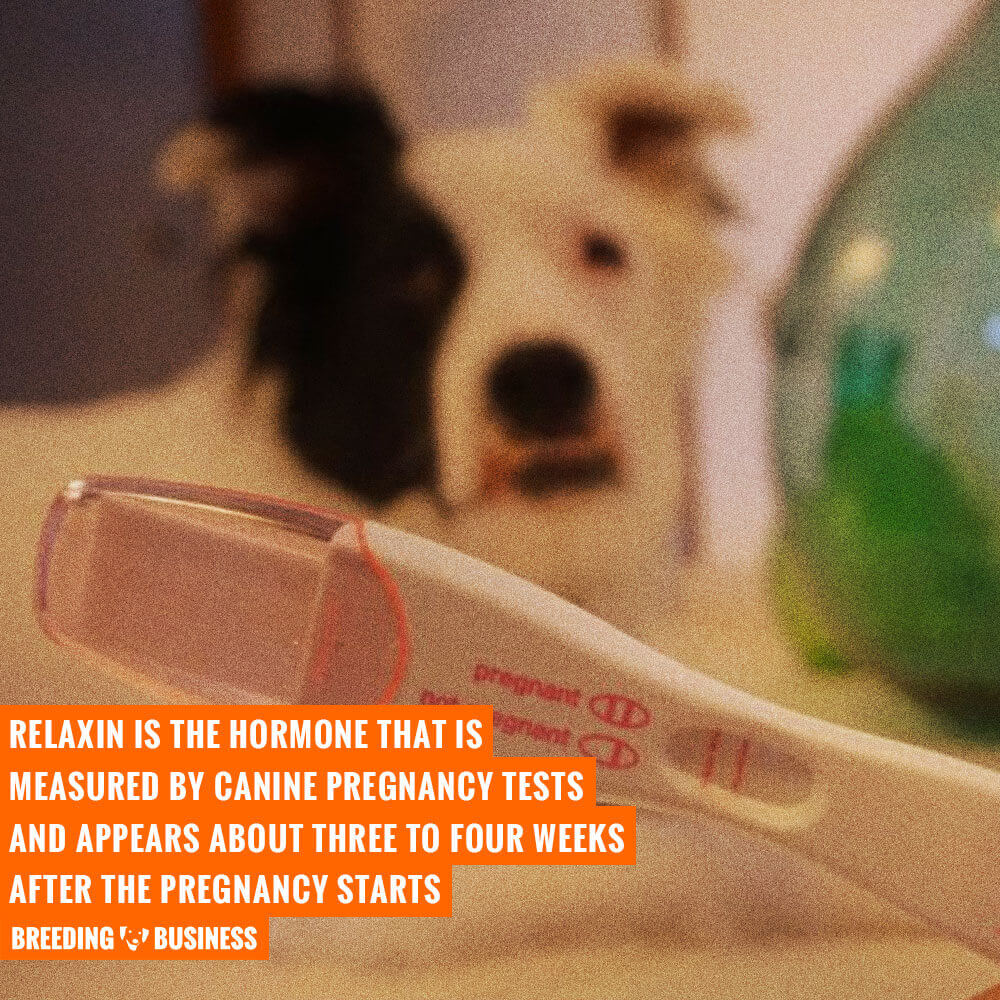 relaxin pregnancy dog test