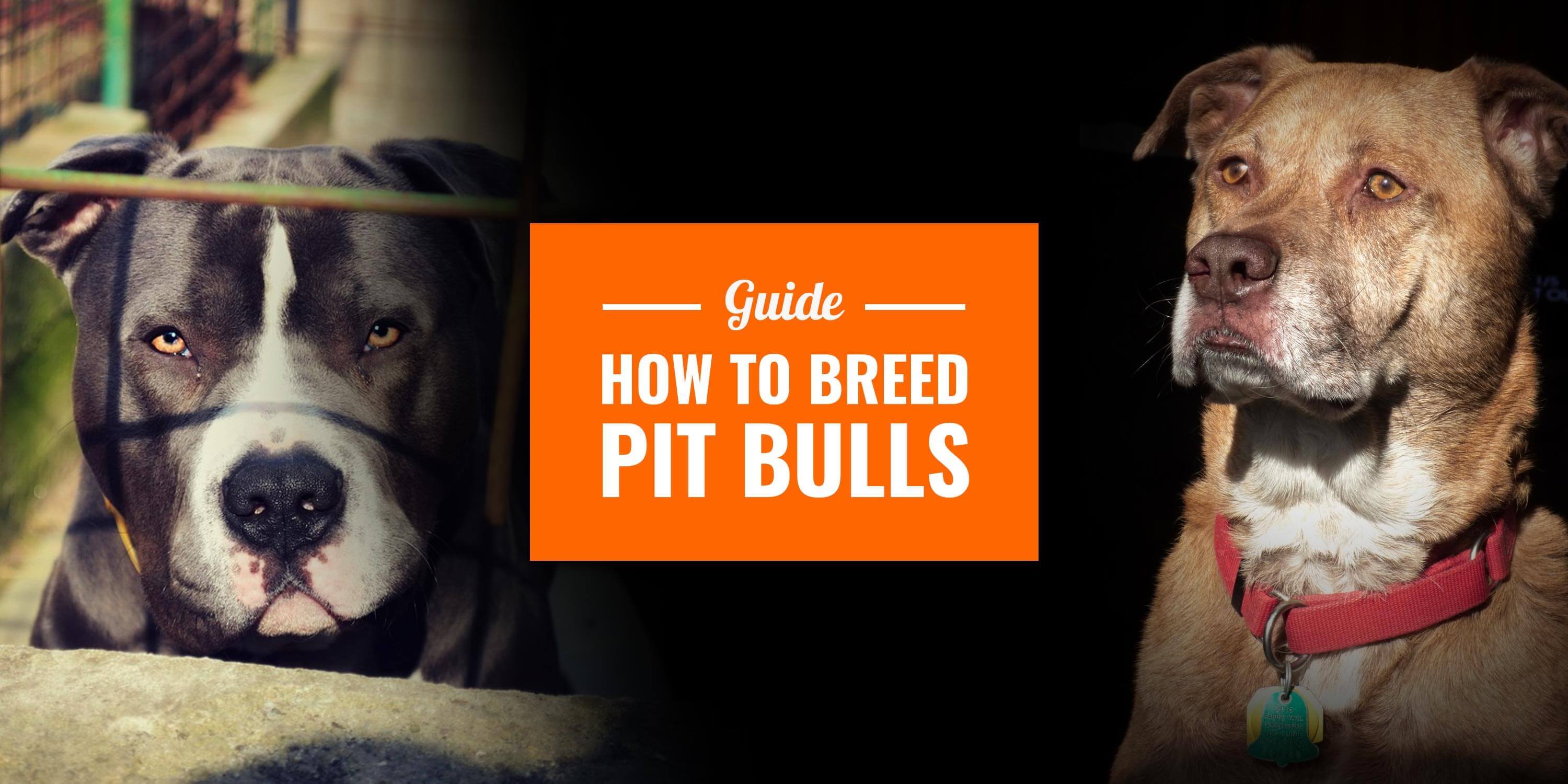 How To Breed Pitbulls