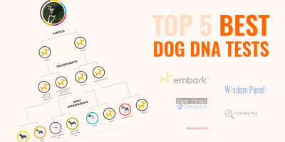 Top 5 Best Dog DNA Tests — Breed Profiling, Health Screenings & More