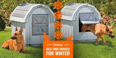 Best Insulated Dog Houses for Winter
