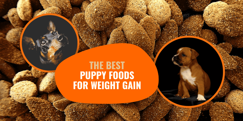 what is the best dog food to help gain weight