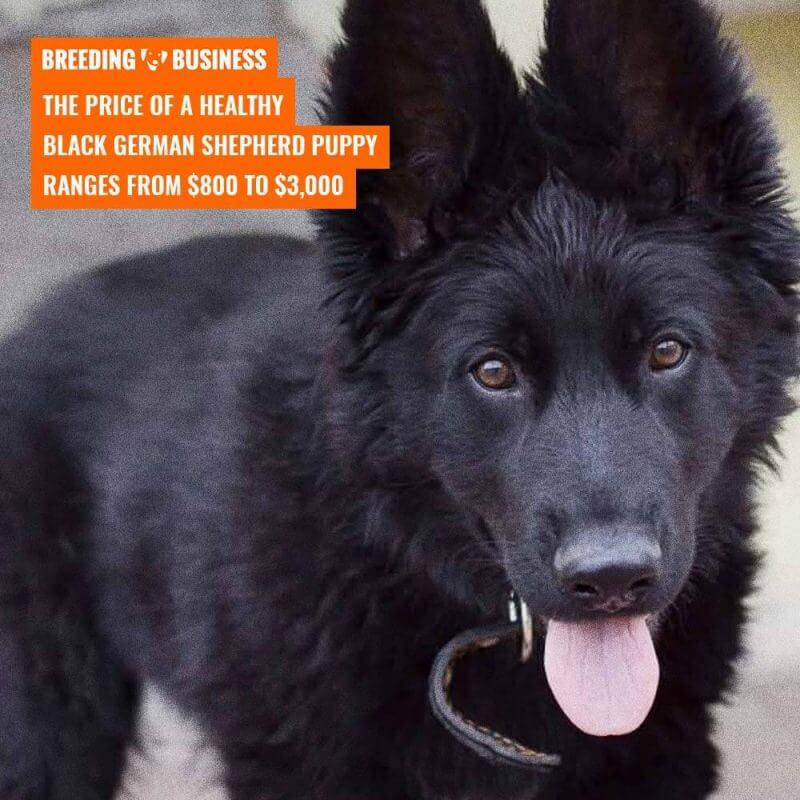 how much are black german shepherd puppies