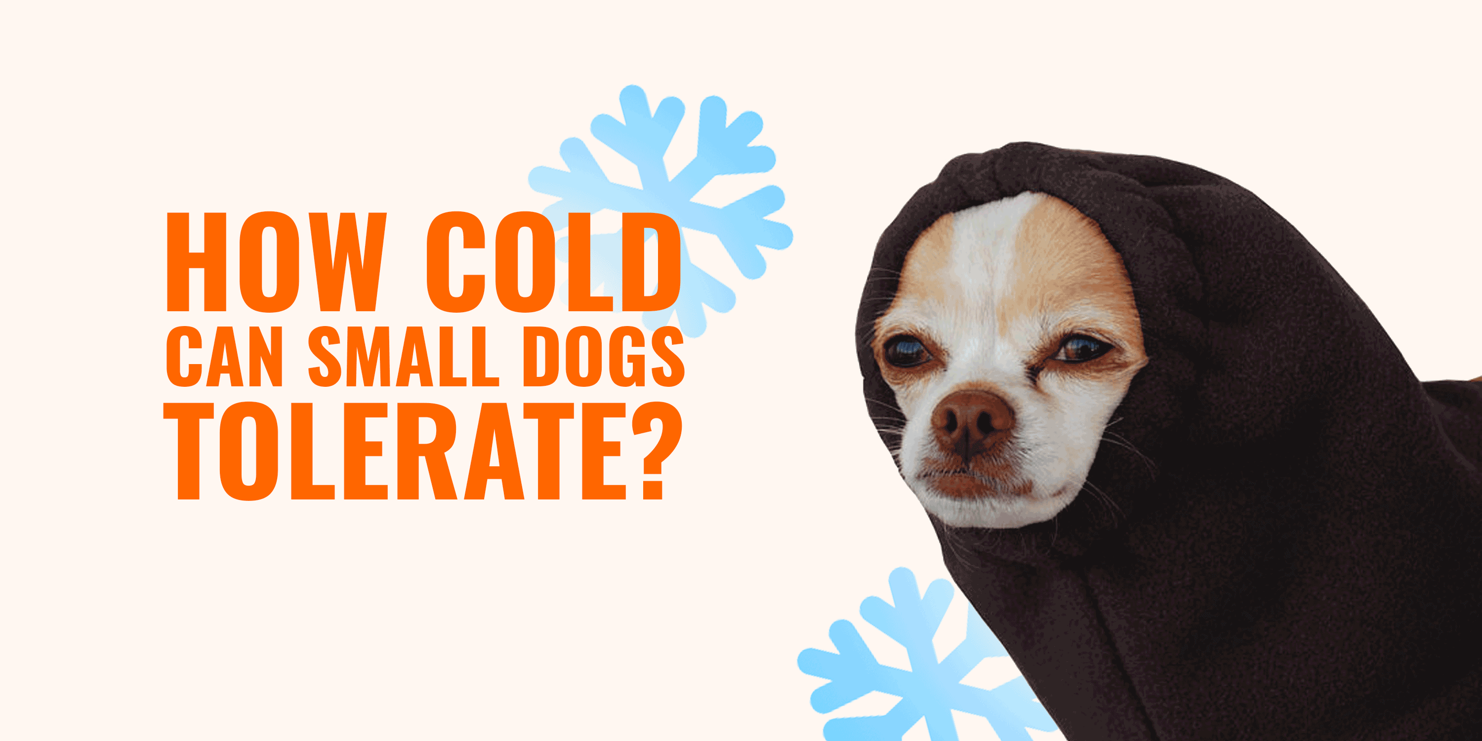 How Cold Can Small Dogs Toy Breeds Tolerate