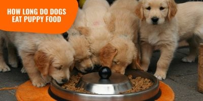 puppies eating puppy food