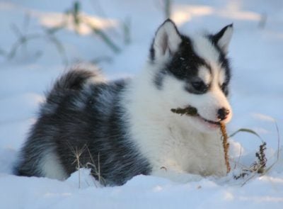 Canadian Eskimo Dog (puppy)