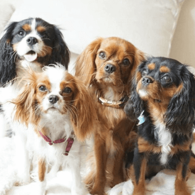 four cavalier king charles dogs