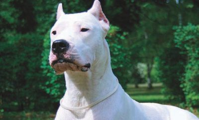 adult dogo argentino