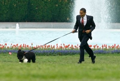 Barack Obama and his Portuguese Water Dog