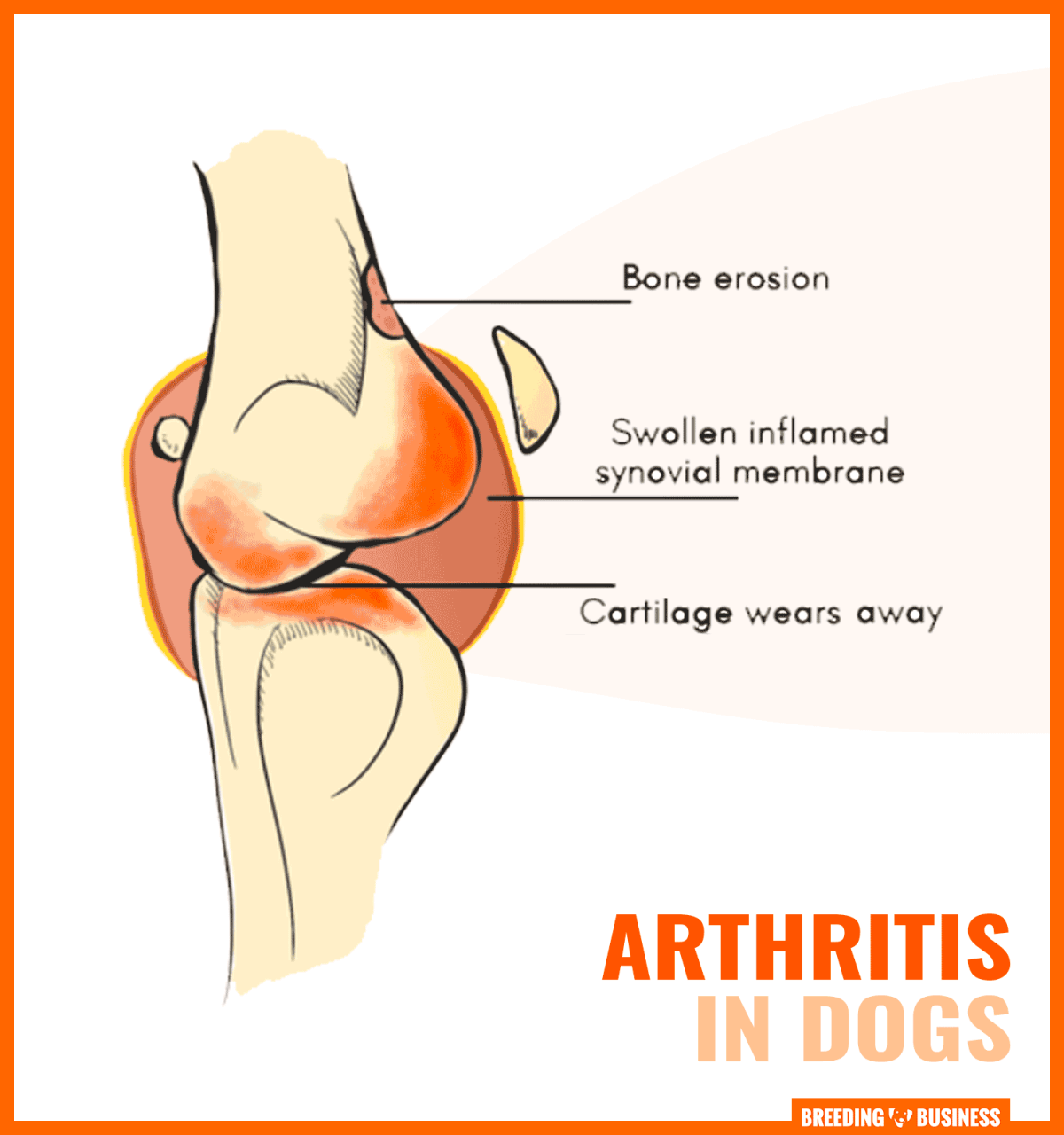 arthritis in dogs