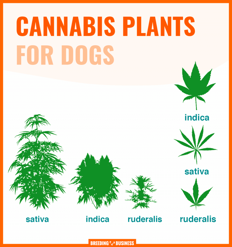 cannabis plants for dogs