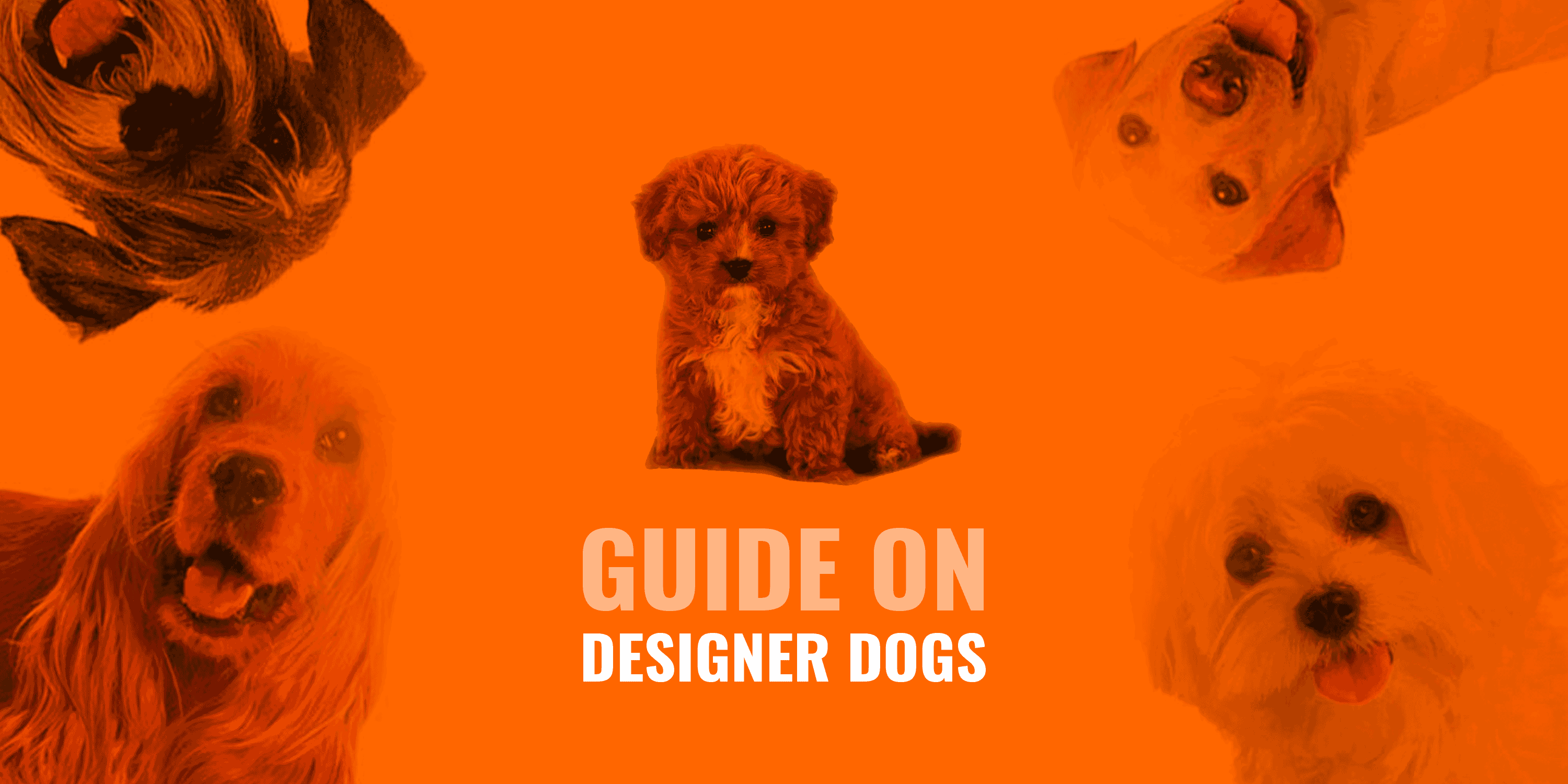 designer dog guide