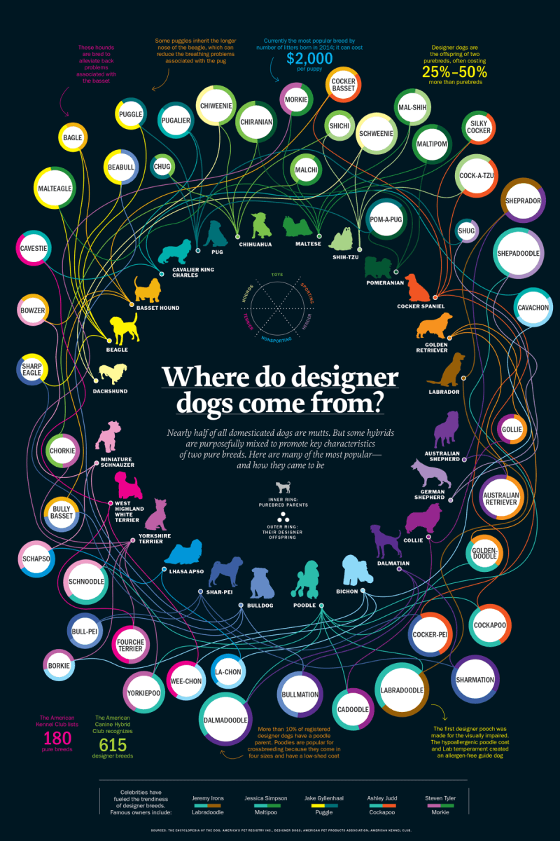 infographic of the original of designer dogs