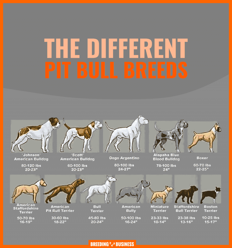 Pitbull Breeds Chart