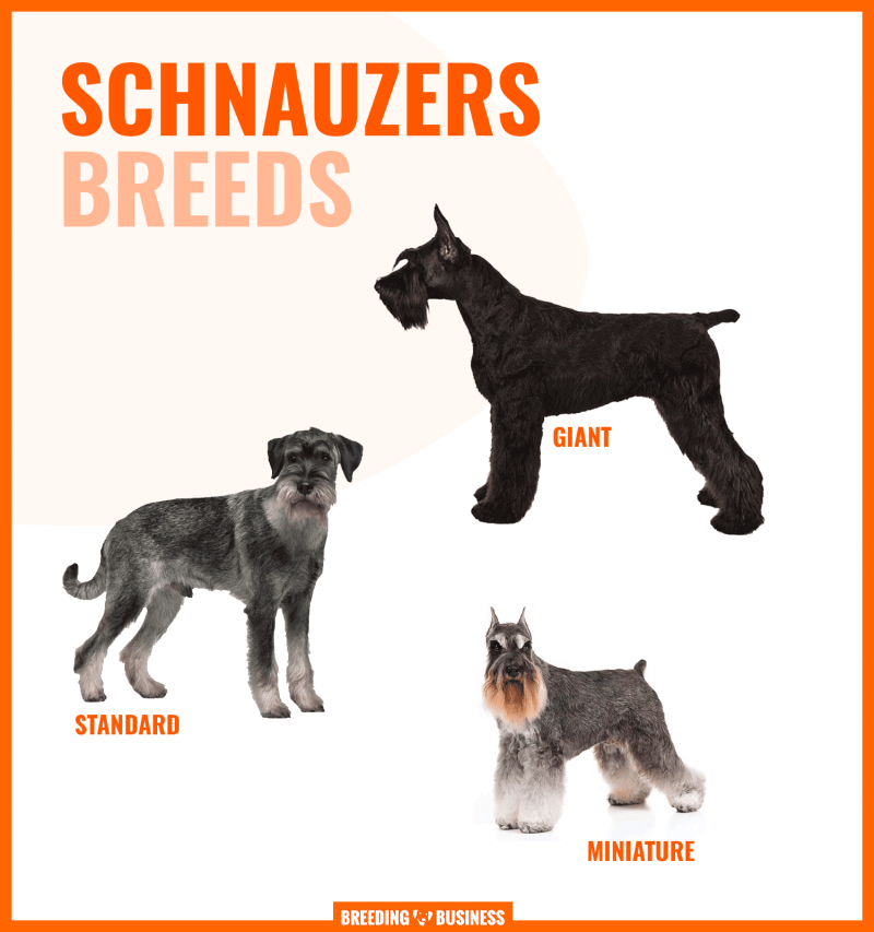 different schnauzer sizes
