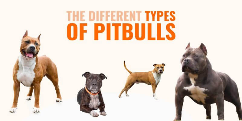 american pitbull terrier vs american bully