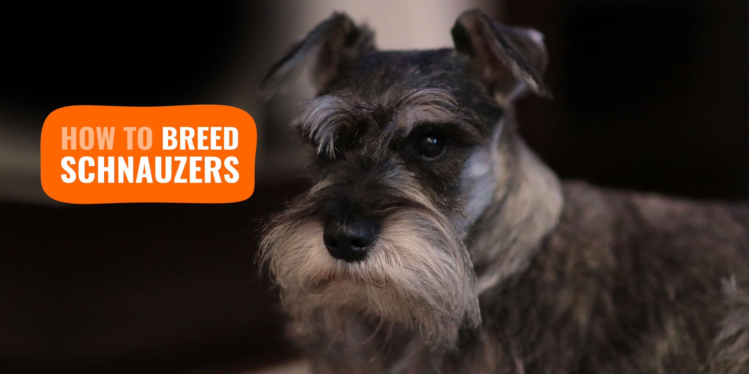 how big are miniature schnauzer dogs get