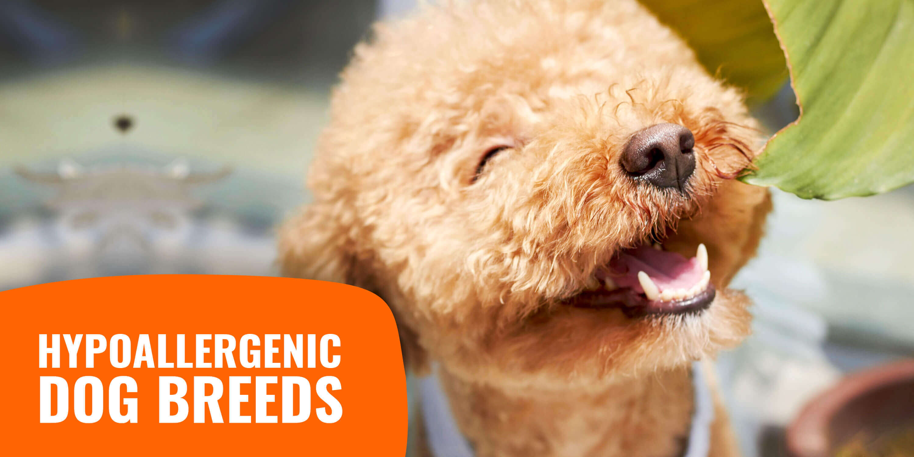 Hypoallergenic Dogs – Breeds, Allergens & Allergy-Free Dogs