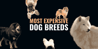 Top 20 Most Expensive Dog Breeds