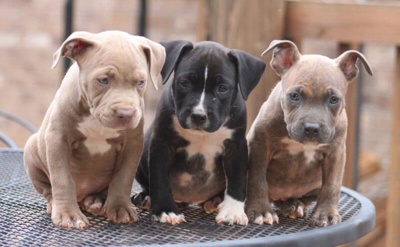 red nose and blue nose pitbull puppies