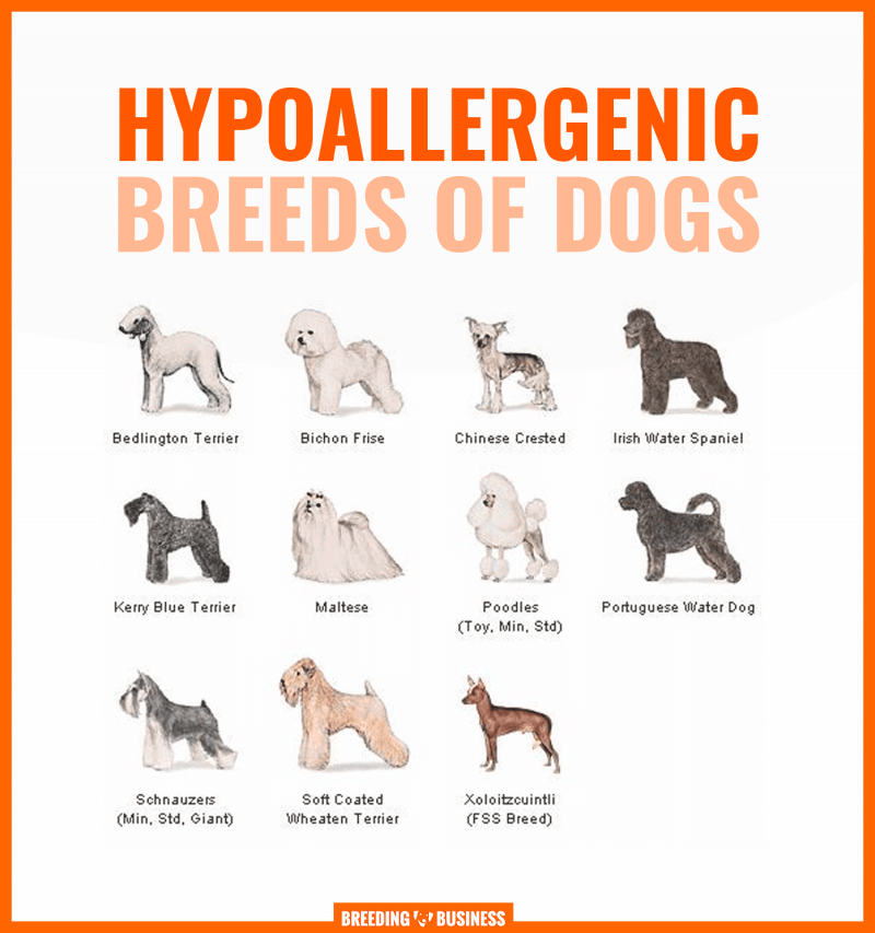 what is the difference between hypoallergenic and non allergenic dogs