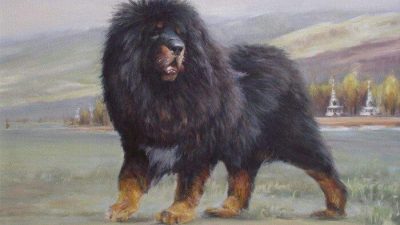 tibetan mastiff