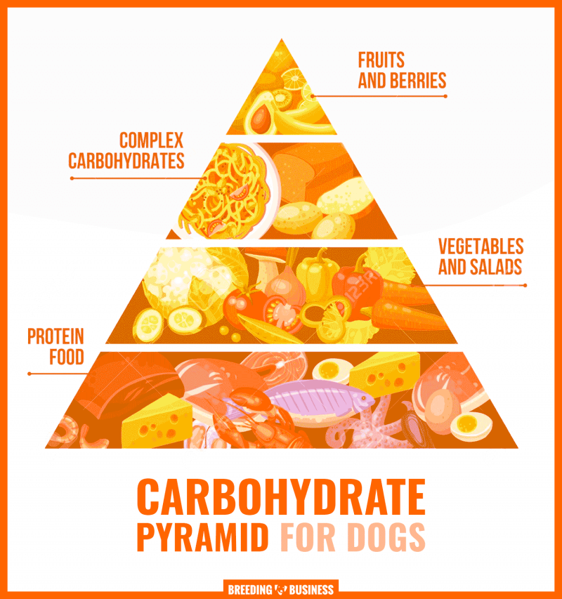 how much carbohydrates does a dog need