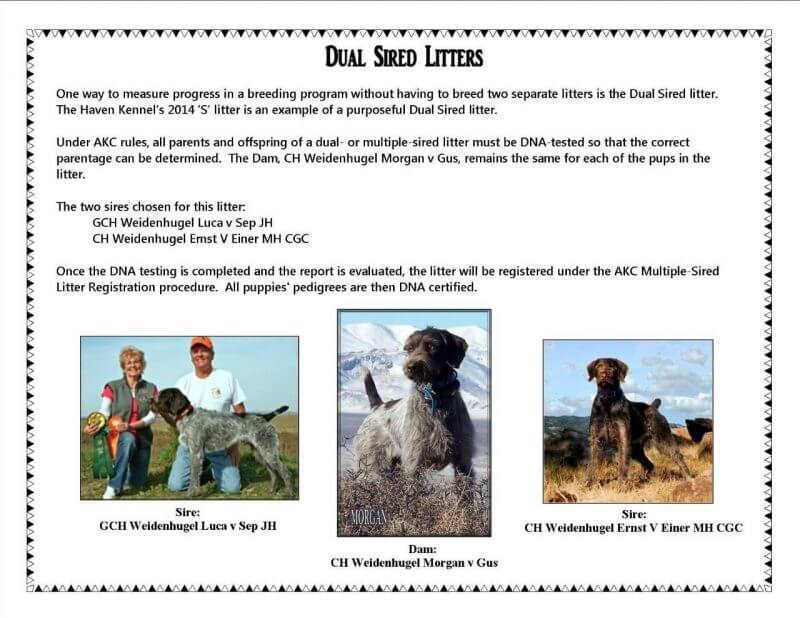 dual sired litter announcement