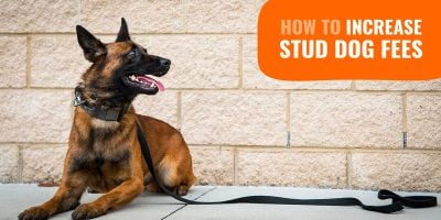 How To Increase Your Stud Dog Fees