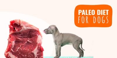 paleo diet for dogs