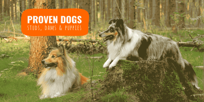 Proven Breeding Dogs – Definition for Dams, Studs, Puppies