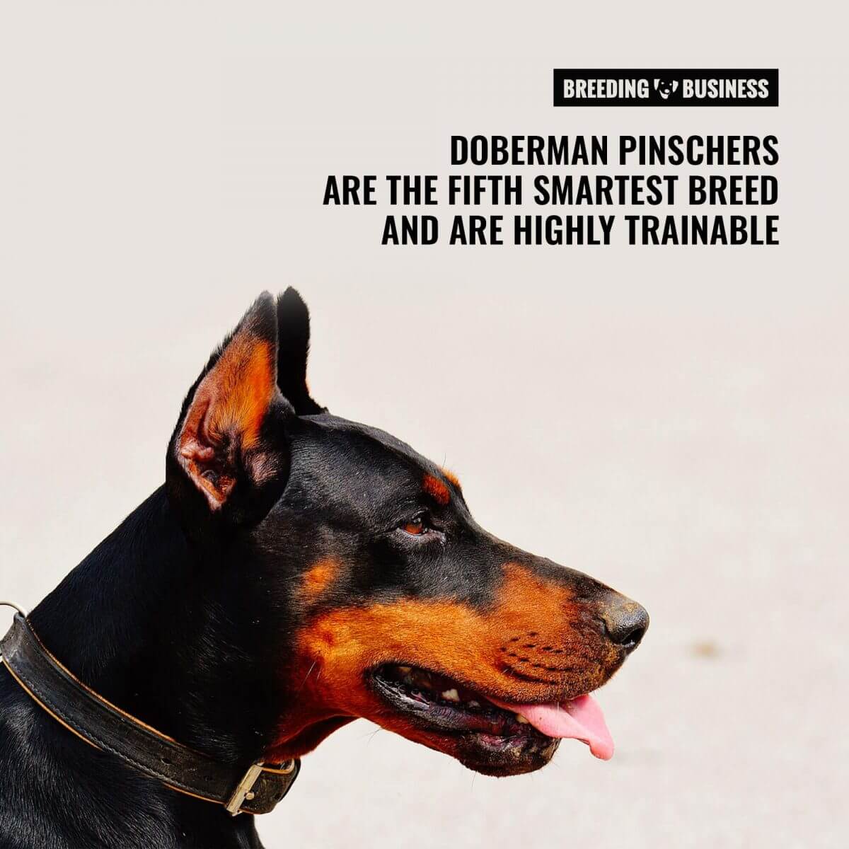 How To Breed Doberman Pinschers Background Health Litter Size Etc 