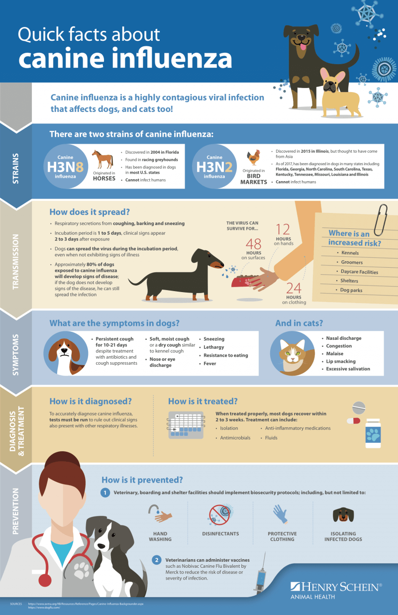 aidi is ill with canine influenza