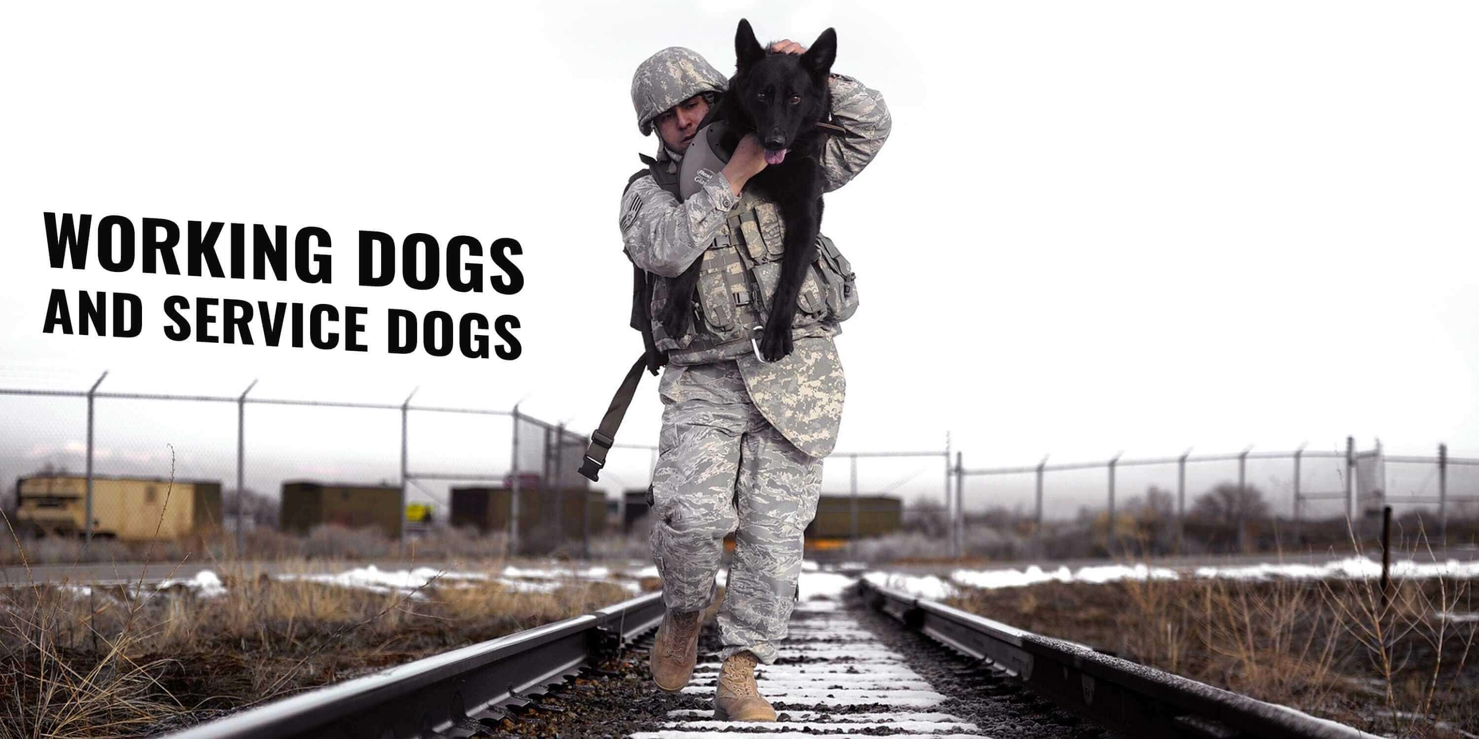 Types Working Dogs and Service Dogs