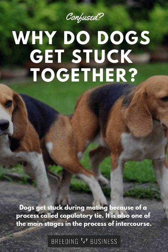 Why Do Dogs Get Stuck? — An Explanation on How Dogs Mate
