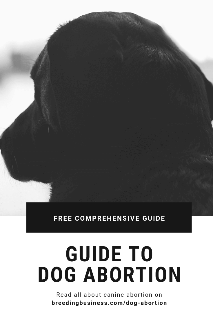 Guide To Dog Abortion Costs Methods Legality Of Pregnancy Termination