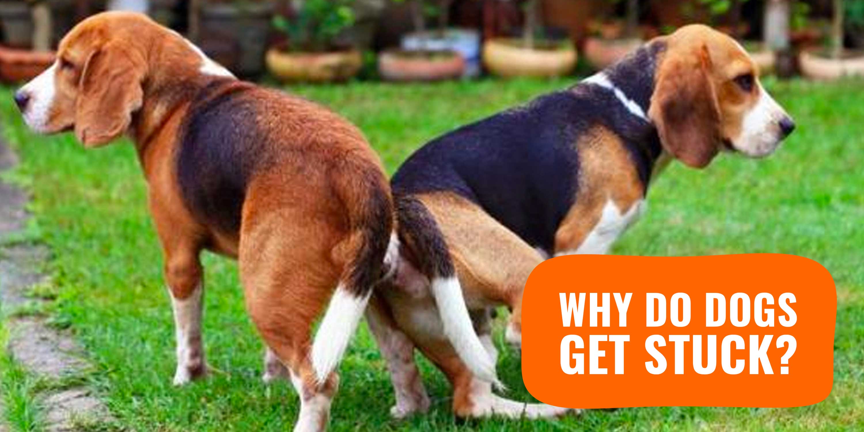 Why Do Dogs Get Stuck? — An Explanation On How Dogs Mate