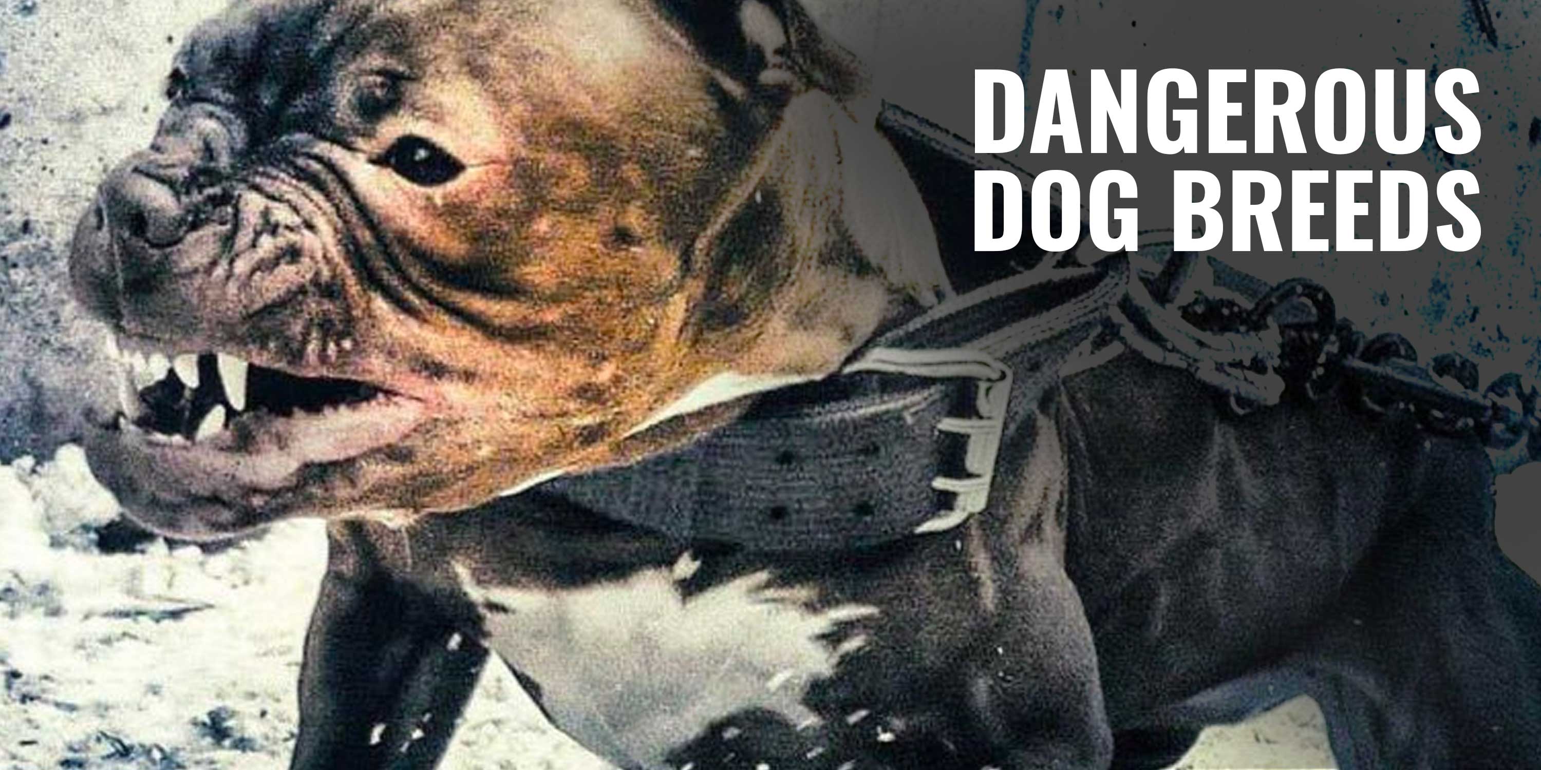 dangerous dog breeds