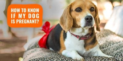 How Do I Know If My Dog Is Pregnant?
