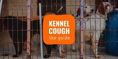 kennel cough dogs