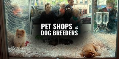 pet stores vs dog breeders