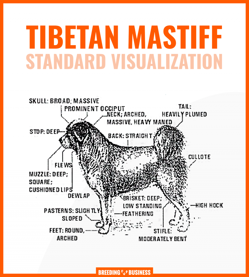 tibetan mastiff standard