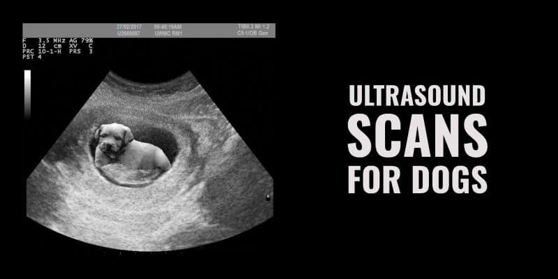ultrasound scans for dogs