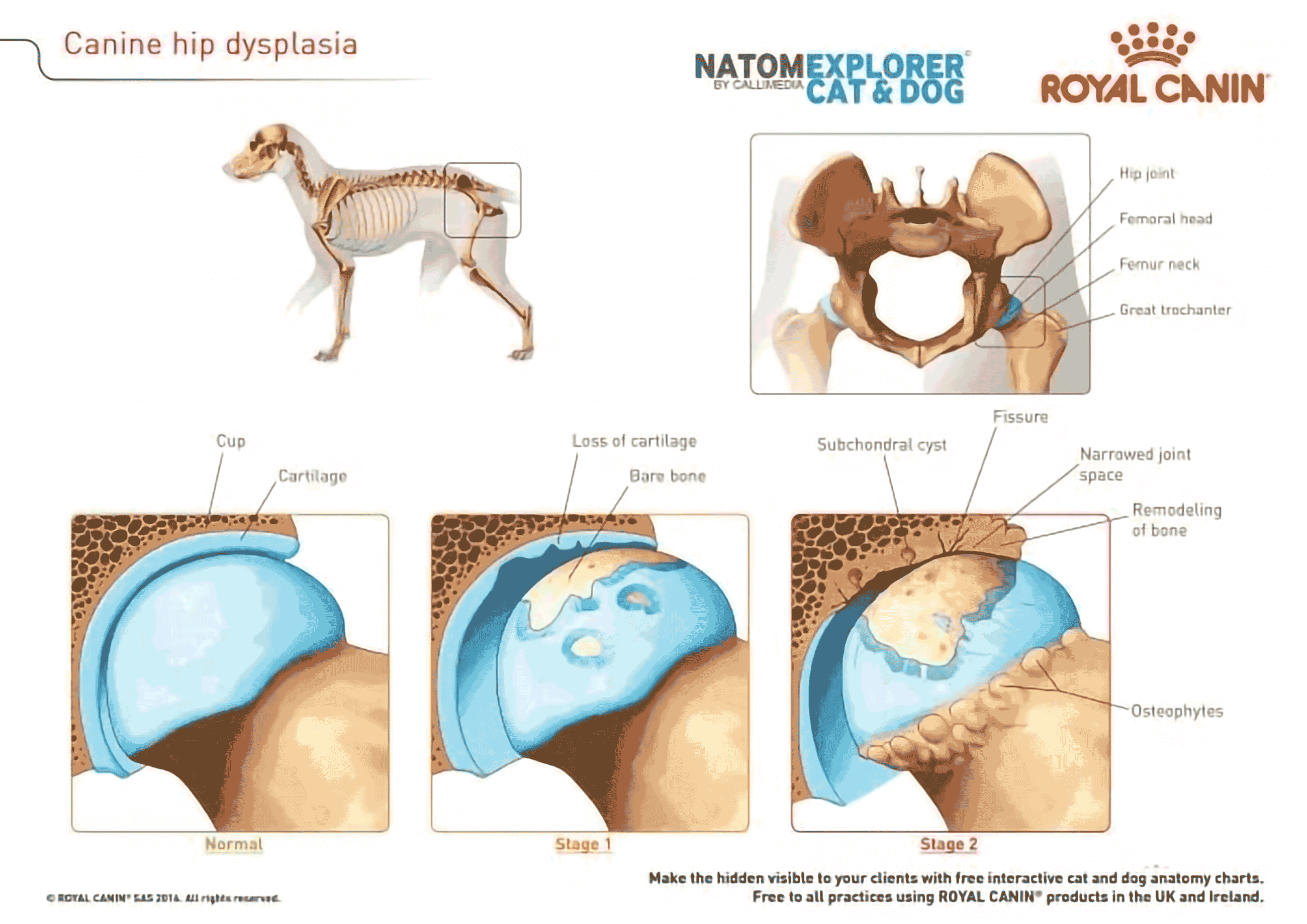 stages of dog hip and elbow dysplasia