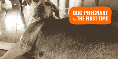 What To Do When Your Dog Is Pregnant For The First Time?