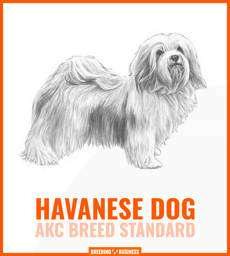 havanese dog breed standard (chart)