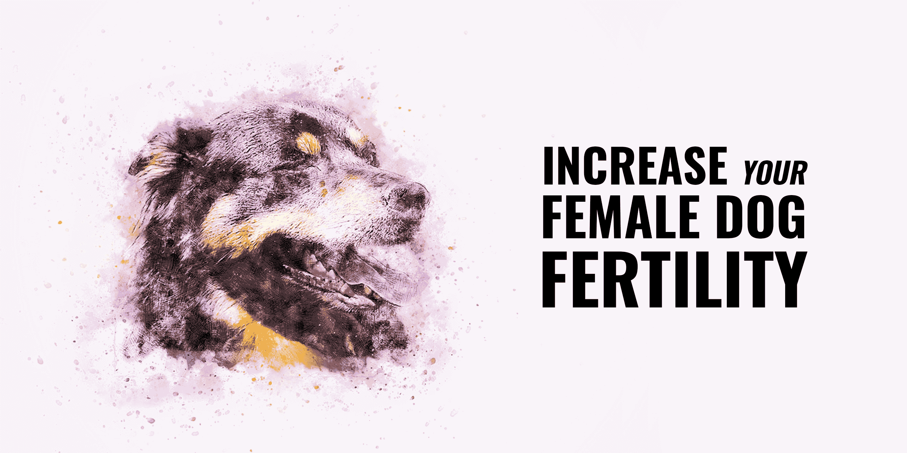 Increase a Female Dog Fertility