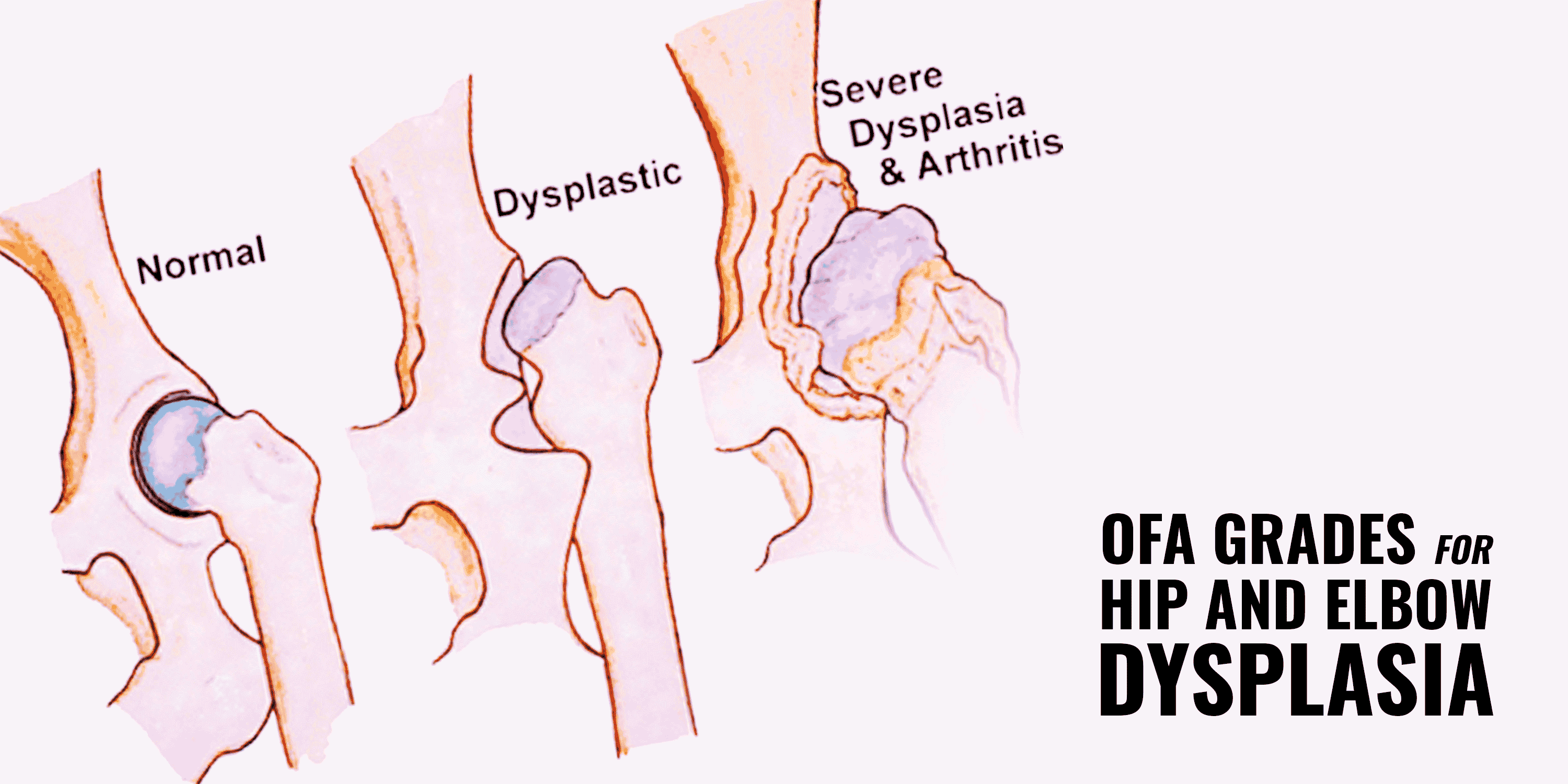 can you breed a dog with grade 1 elbow dysplasia